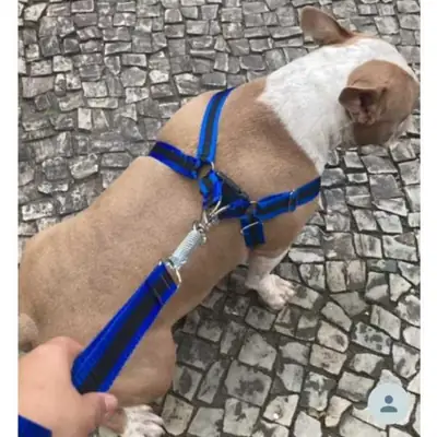 Foto do anúncio: Peitoral de cachorro grande médio ou pequeno porte coleira guia Boxer