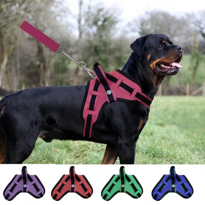 Foto do anúncio: peitoral coleira cachorro grande pit bull fila rotwailler golden doberman vários tamanhos