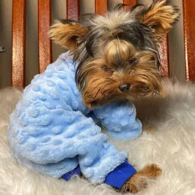 Foto do anúncio: Macacão Pipoquinha Cachorro Inverno Pet