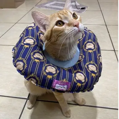 Foto do anúncio: Colar elizabetano de tecido pra gato adulto e cão pequeno