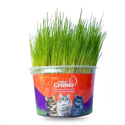 Foto do anúncio: Graminha Para Gatos Orgânica Mister
