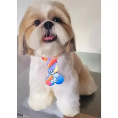 Foto do anúncio: Gravata PET Ossinho PET para Cachorro Osso para Banho e Tosa para Cães