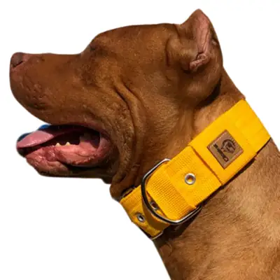 Foto do anúncio: Coleira larga forte para cachorro de médio, grande e gigante porte