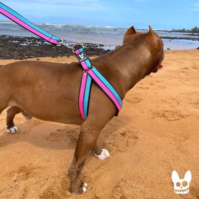 Foto do anúncio: Coleira Peitoral reforçado Com Guia Para Cachorro de Raças Medias e Grande Porte Salu