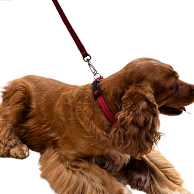 Foto do anúncio: Coleira Para Cachorro Ajustável Conjunto Coleira + Guia Cão Pequeno, Médio e Grande Porte