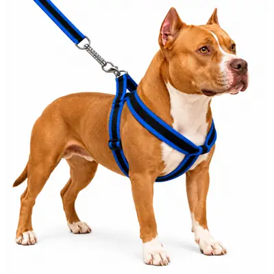 Foto do anúncio: Coleira Peitoral Cachorro com Guia Anti Puxão Resistente Pitbull