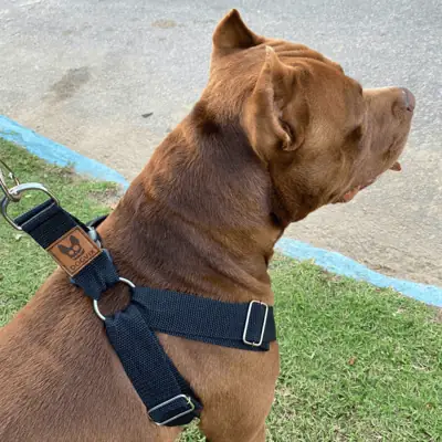 Foto do anúncio: Coleira Peitoral Guia Para Cachorro Pitbull Golden Regulável