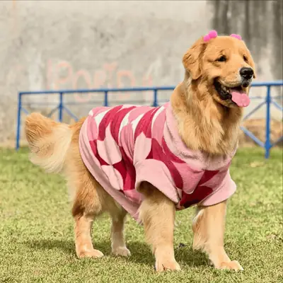 Foto do anúncio: Roupa para Pet Frio Inverno Cachorro e Gato Pequeno a Grande Porte