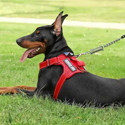 Foto do anúncio: Peitoral Com Regulagem Coleira Refletiva Cachorro Porte Medio e Grande Reforcado Confortavel Ajuste