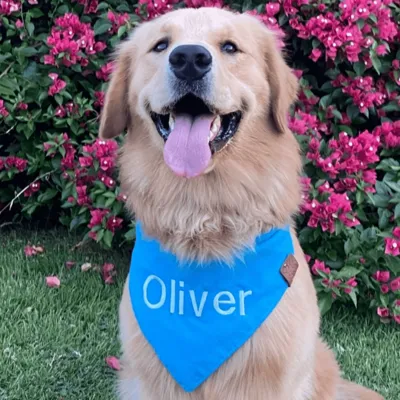 Foto do anúncio: Bandana Pet lisa COM NOME BORDADO - Cães e Gatos - Varias Cores e tamanhos - Artesanal Premium