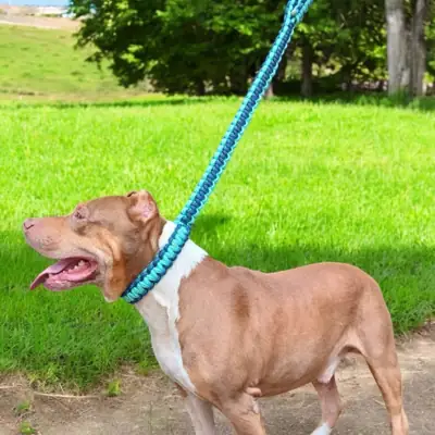 Foto do anúncio: Guia enforcador para cachorros grandes pitbull monster coleira cães