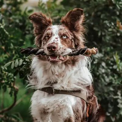 Foto do anúncio: Trança de Couro Bovino para Cachorro Natuka - Mordedor Natural Pet
