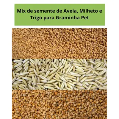 Foto do anúncio: Mix de Sementes para Graminha pet p/ gatos e cachorros - Aveia, Milheto