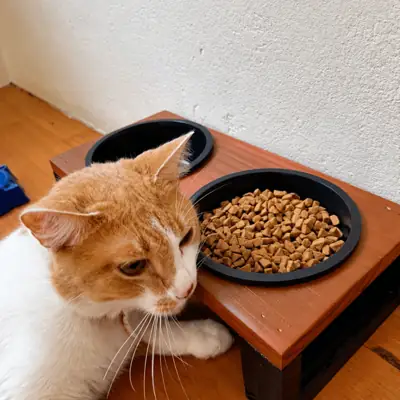 Foto do anúncio: Comedouro Cachorro Gato Cães Pet Bebedouro Elevado Tigelas Duplas Plástico