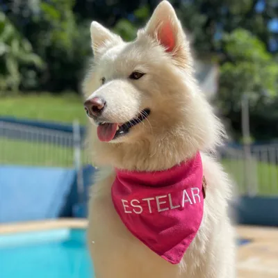 Foto do anúncio: Bandana Pet lisa com nome do pet BORDADO - Cães e Gatos - Varias Cores e tamanho - Artesanal