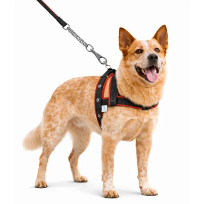 Foto do anúncio: Coleira Forrada Para Cachorros Médio Grande Porte + Guia De Passeio Com Amortecedor Peitoral Fita