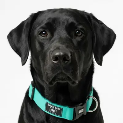 Foto do anúncio: Coleira para cachorro regulagem no pescoço pet material robusto