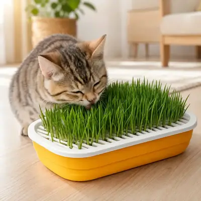 Foto do anúncio: Kit Floreira Com 04 Pacotes Sementes De Graminha Para Gatos - Auxilia
