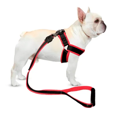 Foto do anúncio: Conjunto Peitoral Com Guia Luxo Especial Americano P/ Cachorro Cão Grande Porte Ajustável Resistente