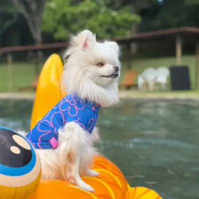 Foto do anúncio: Roupa Pet com Proteção UV - Blusa de Praia em Poliamida Proteção UV