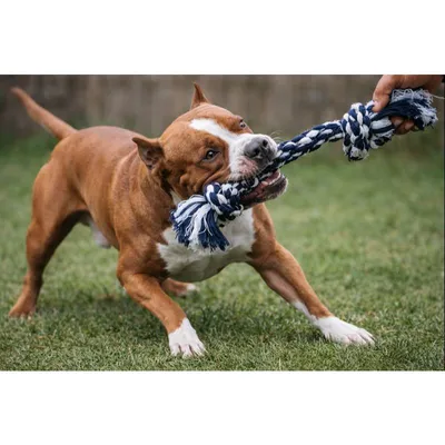 Foto do anúncio: Brinquedo Pet Mordedor de Corda Dental Bone Extra Gigante para Cachorros