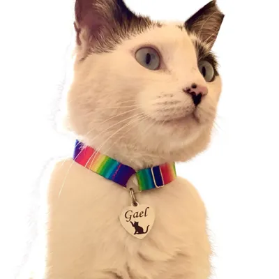 Foto do anúncio: Coleira para gato com pingente personalizada anti enforcamento elástico